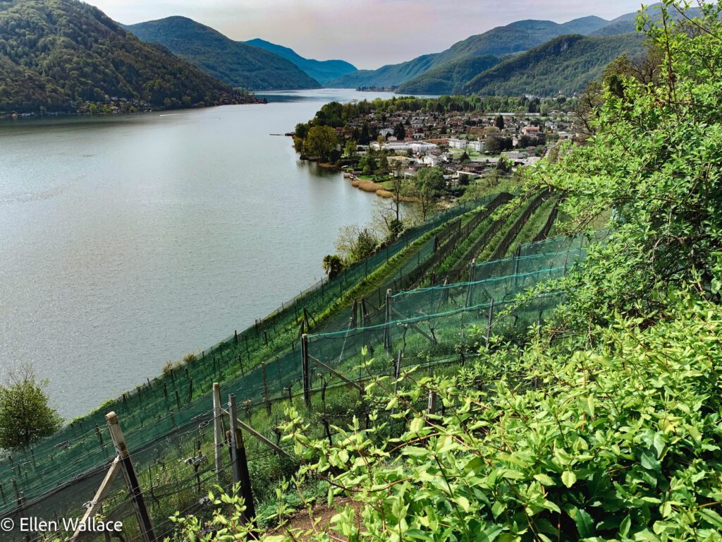 Ticino lake vines-Enhanced-SR