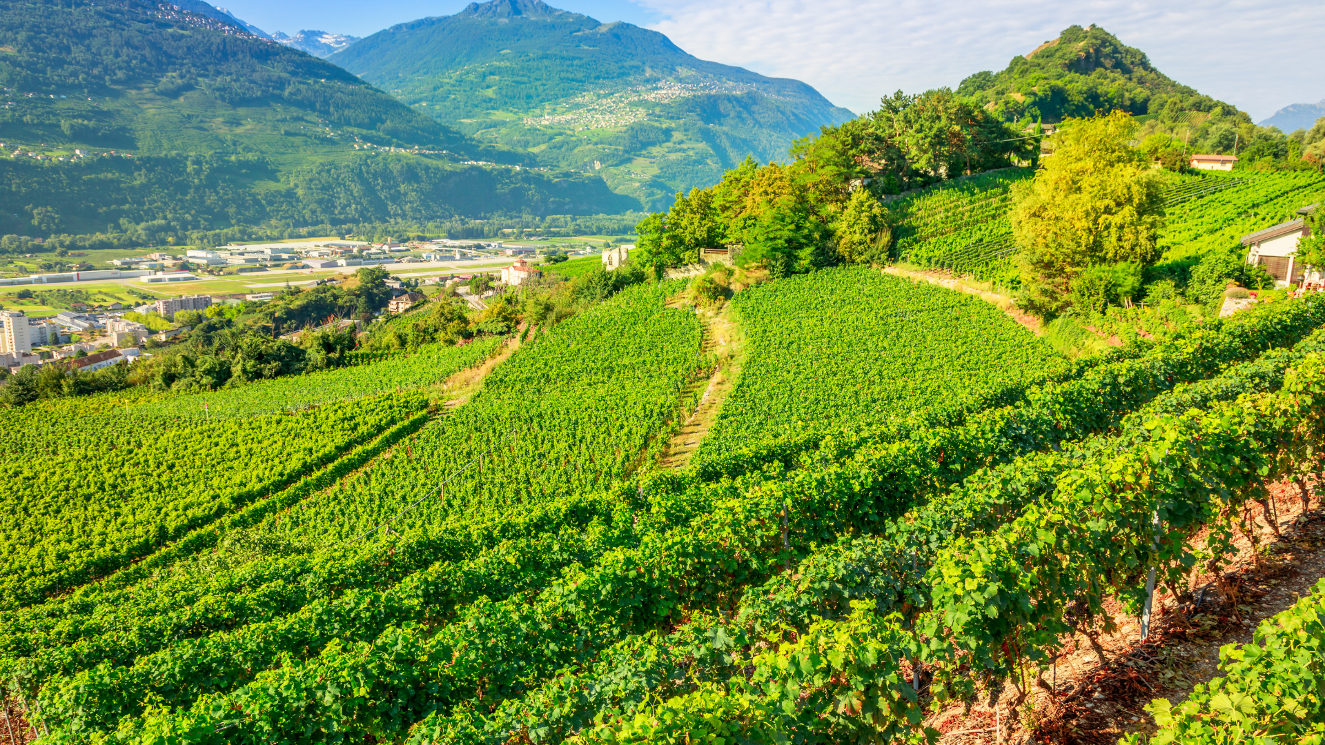 What is “Low-Intervention” Wine?