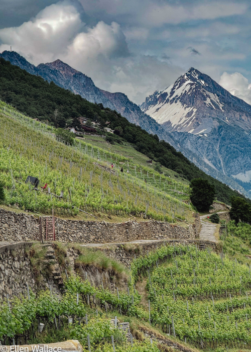 Ellen Wallace Martigny Valais